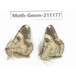 Geometridae sp. China, Tibet, Linzhi, Bomi county. 2Pcs. Moth-Geom-211177.