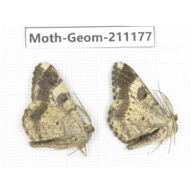 Geometridae sp. China, Tibet, Linzhi, Bomi county. 2Pcs. Moth-Geom-211177.