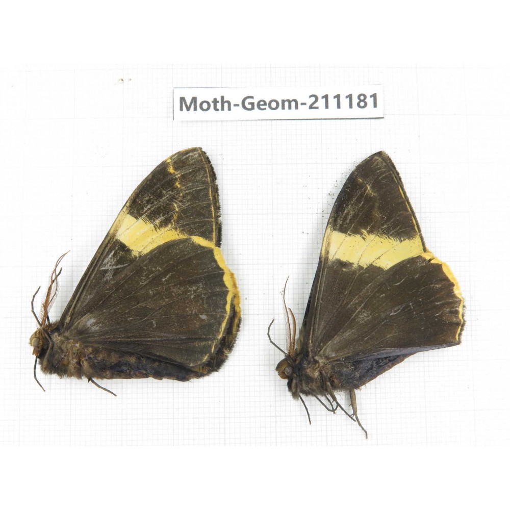 Geometridae sp. China, Tibet, Linzhi, Bomi county. 2Pcs. Moth-Geom-211181.
