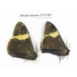Geometridae sp. China, Tibet, Linzhi, Bomi county. 2Pcs. Moth-Geom-211181.