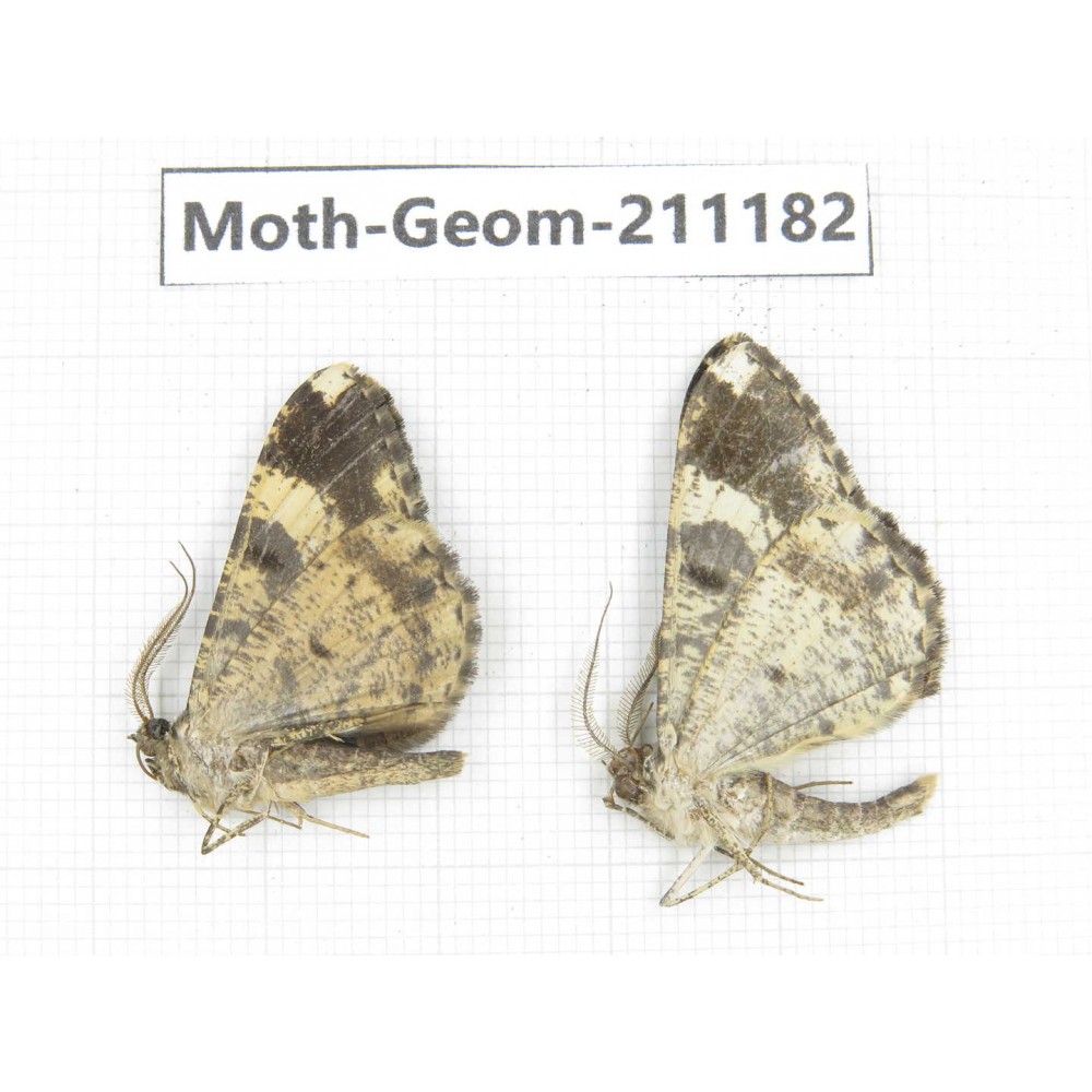 Geometridae sp. China, Tibet, Linzhi, Bomi county. 2Pcs. Moth-Geom-211182.