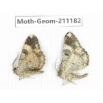Geometridae sp. China, Tibet, Linzhi, Bomi county. 2Pcs. Moth-Geom-211182.