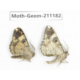 Geometridae sp. China, Tibet, Linzhi, Bomi county. 2Pcs. Moth-Geom-211182.