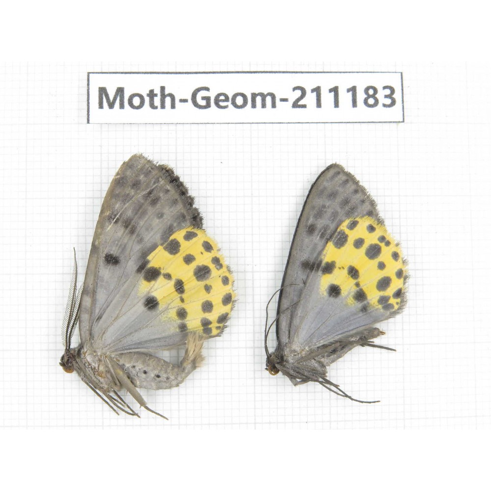 Geometridae sp. China, Tibet, Linzhi, Bomi county. 2Pcs. Moth-Geom-211183.