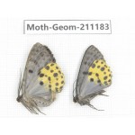 Geometridae sp. China, Tibet, Linzhi, Bomi county. 2Pcs. Moth-Geom-211183.