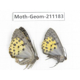 Geometridae sp. China, Tibet, Linzhi, Bomi county. 2Pcs. Moth-Geom-211183.