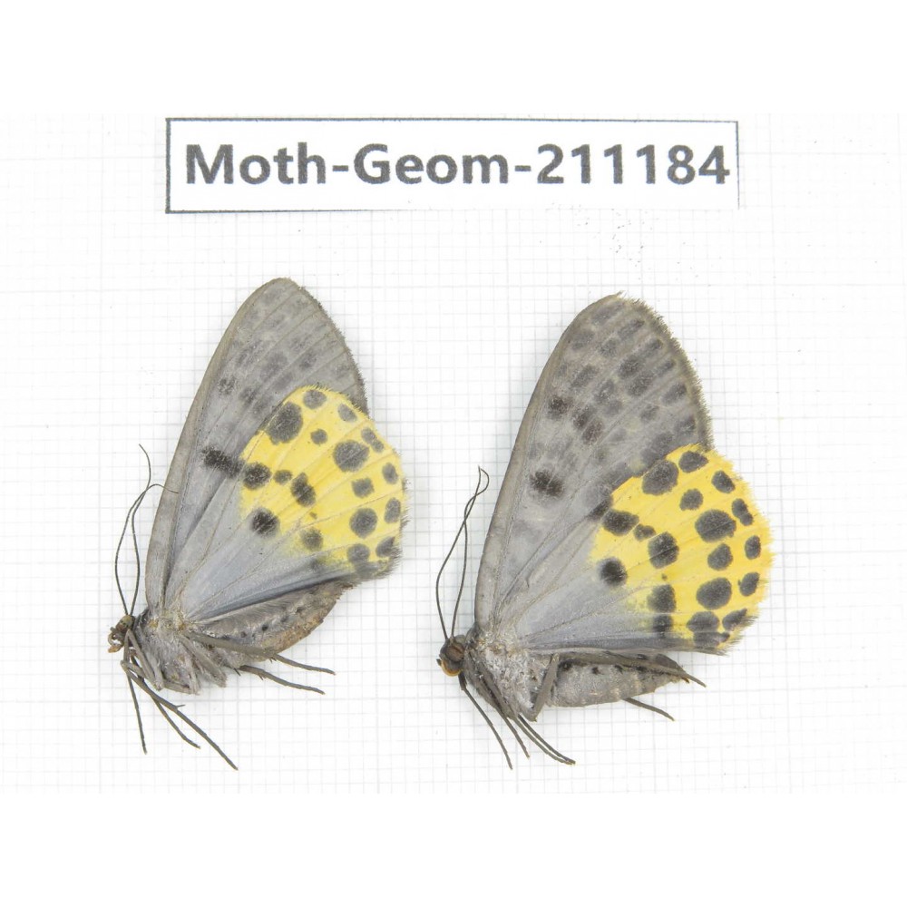 Geometridae sp. China, Tibet, Linzhi, Bomi county. 2Pcs. Moth-Geom-211184.