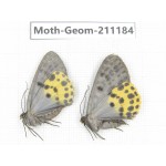 Geometridae sp. China, Tibet, Linzhi, Bomi county. 2Pcs. Moth-Geom-211184.