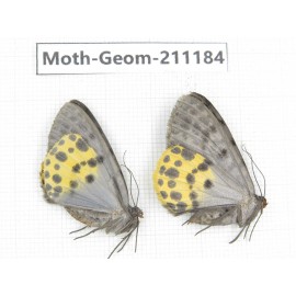 Geometridae sp. China, Tibet, Linzhi, Bomi county. 2Pcs. Moth-Geom-211184.