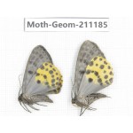 Geometridae sp. China, Tibet, Linzhi, Bomi county. 2Pcs. Moth-Geom-211185.
