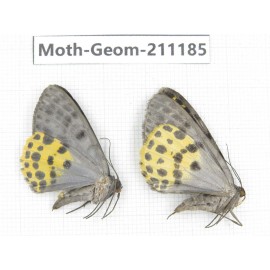 Geometridae sp. China, Tibet, Linzhi, Bomi county. 2Pcs. Moth-Geom-211185.