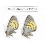 Geometridae sp. China, Tibet, Linzhi, Bomi county. 2Pcs. Moth-Geom-211186.