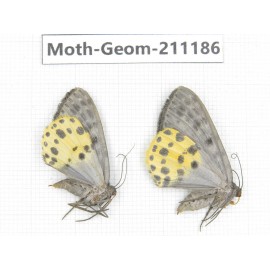 Geometridae sp. China, Tibet, Linzhi, Bomi county. 2Pcs. Moth-Geom-211186.