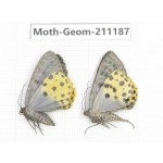 Geometridae sp. China, Tibet, Linzhi, Bomi county. 2Pcs. Moth-Geom-211187.
