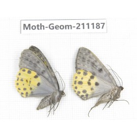Geometridae sp. China, Tibet, Linzhi, Bomi county. 2Pcs. Moth-Geom-211187.