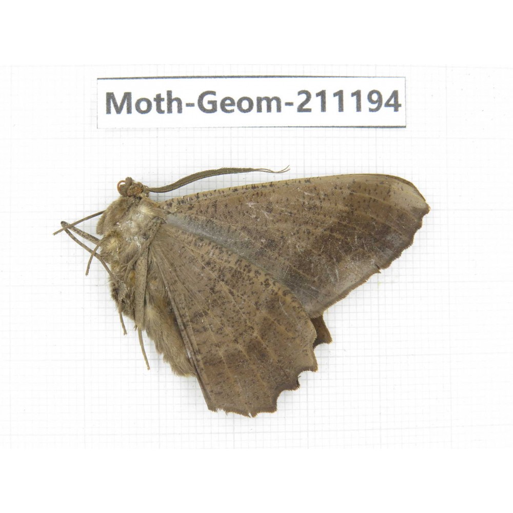 Geometridae sp. China, Tibet, Linzhi, Bomi county. 1Pcs. Moth-Geom-211194.