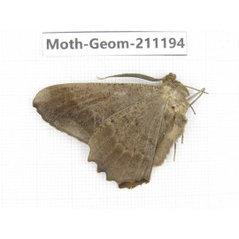 Geometridae sp. China, Tibet, Linzhi, Bomi county. 1Pcs. Moth-Geom-211194.