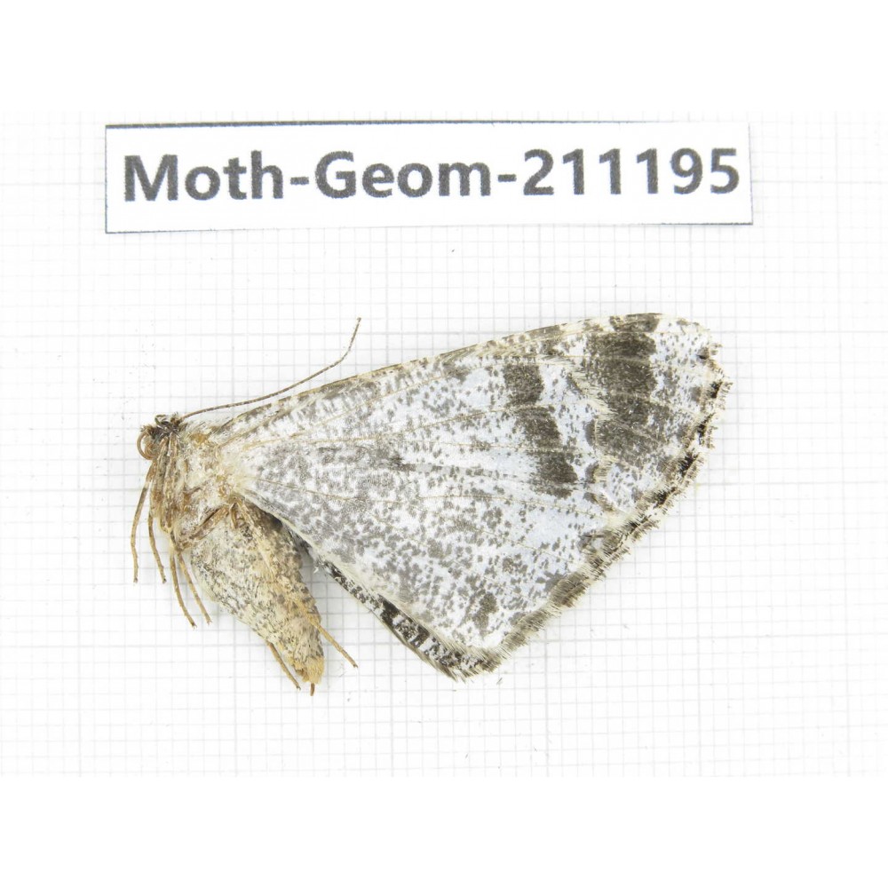 Geometridae sp. China, Tibet, Linzhi, Bomi county. 1Pcs. Moth-Geom-211195.