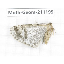 Geometridae sp. China, Tibet, Linzhi, Bomi county. 1Pcs. Moth-Geom-211195.