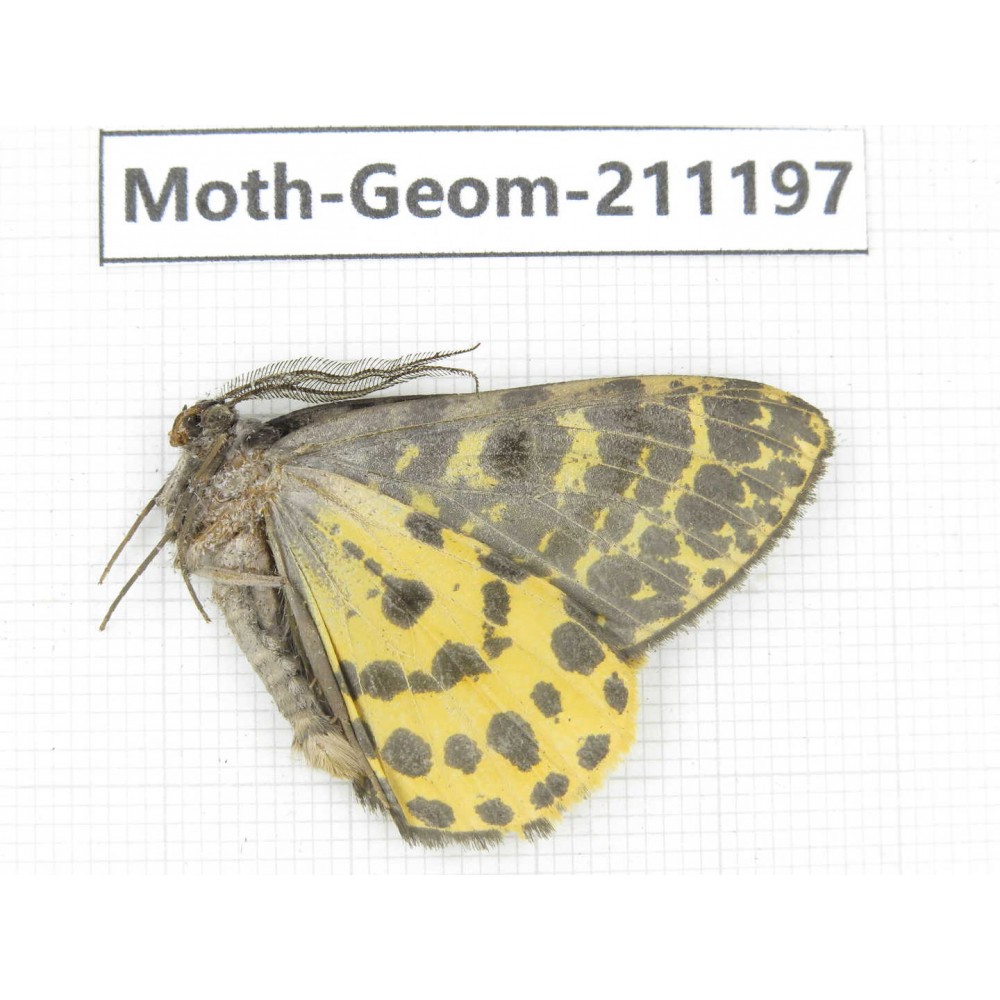 Geometridae sp. China, Tibet, Linzhi, Bomi county. 1Pcs. Moth-Geom-211197.