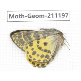 Geometridae sp. China, Tibet, Linzhi, Bomi county. 1Pcs. Moth-Geom-211197.