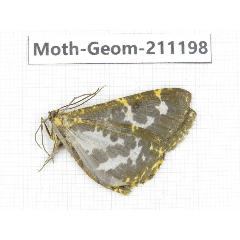 Geometridae sp. China, Tibet, Linzhi, Bomi county. 1Pcs. Moth-Geom-211198.