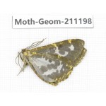 Geometridae sp. China, Tibet, Linzhi, Bomi county. 1Pcs. Moth-Geom-211198.
