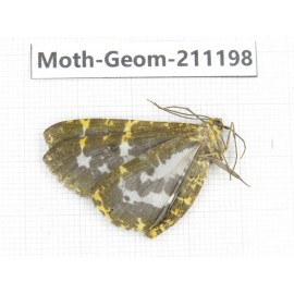 Geometridae sp. China, Tibet, Linzhi, Bomi county. 1Pcs. Moth-Geom-211198.