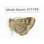 Geometridae sp. China, Tibet, Linzhi, Bomi county. 1Pcs. Moth-Geom-211199.