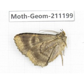 Geometridae sp. China, Tibet, Linzhi, Bomi county. 1Pcs. Moth-Geom-211199.