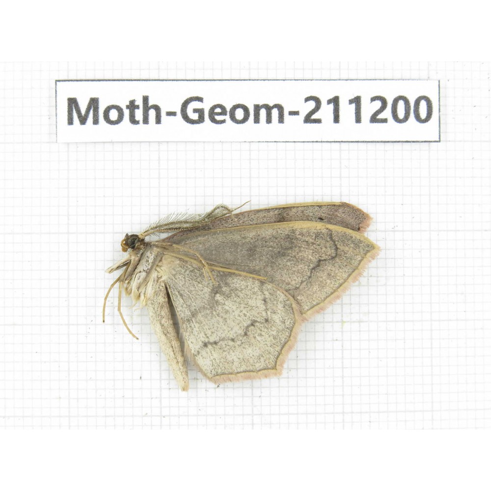 Geometridae sp. China, Tibet, Linzhi, Bomi county. 1Pcs. Moth-Geom-211200.