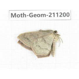 Geometridae sp. China, Tibet, Linzhi, Bomi county. 1Pcs. Moth-Geom-211200.