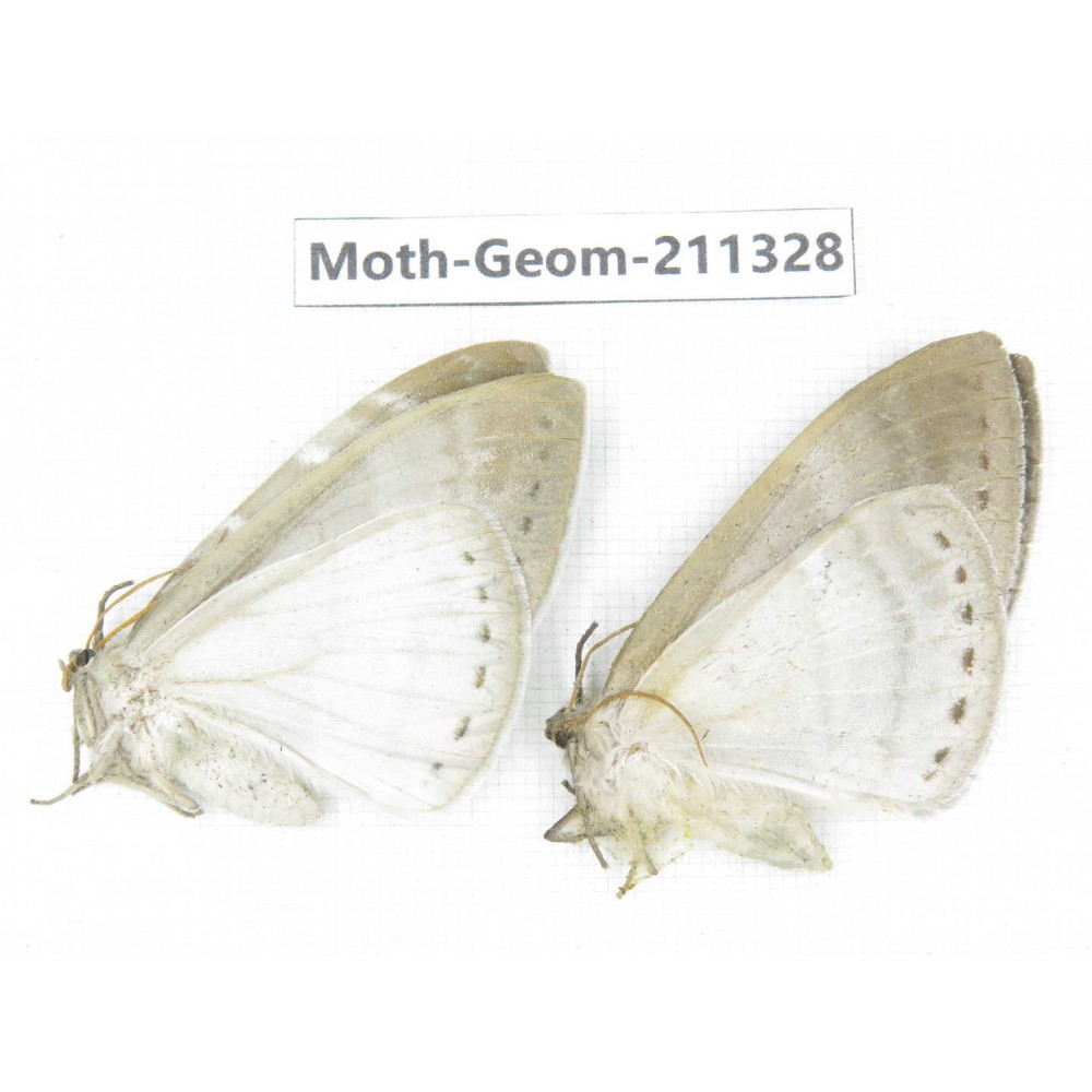 Geometridae sp. China, Tibet, Linzhi, Bomi county. 2Pcs. Moth-Geom-211328.