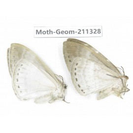 Geometridae sp. China, Tibet, Linzhi, Bomi county. 2Pcs. Moth-Geom-211328.