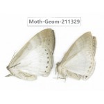 Geometridae sp. China, Tibet, Linzhi, Bomi county. 2Pcs. Moth-Geom-211329.
