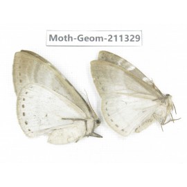 Geometridae sp. China, Tibet, Linzhi, Bomi county. 2Pcs. Moth-Geom-211329.