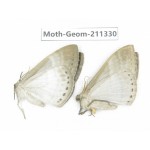 Geometridae sp. China, Tibet, Linzhi, Bomi county. 2Pcs. Moth-Geom-211330.