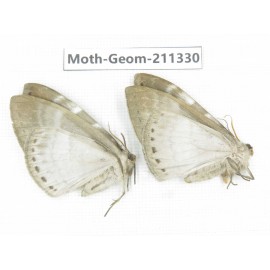 Geometridae sp. China, Tibet, Linzhi, Bomi county. 2Pcs. Moth-Geom-211330.