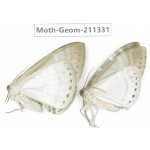Geometridae sp. China, Tibet, Linzhi, Bomi county. 2Pcs. Moth-Geom-211331.