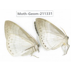 Geometridae sp. China, Tibet, Linzhi, Bomi county. 2Pcs. Moth-Geom-211331.