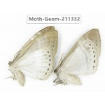 Geometridae sp. China, Tibet, Linzhi, Bomi county. 2Pcs. Moth-Geom-211332.