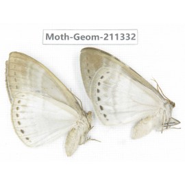Geometridae sp. China, Tibet, Linzhi, Bomi county. 2Pcs. Moth-Geom-211332.