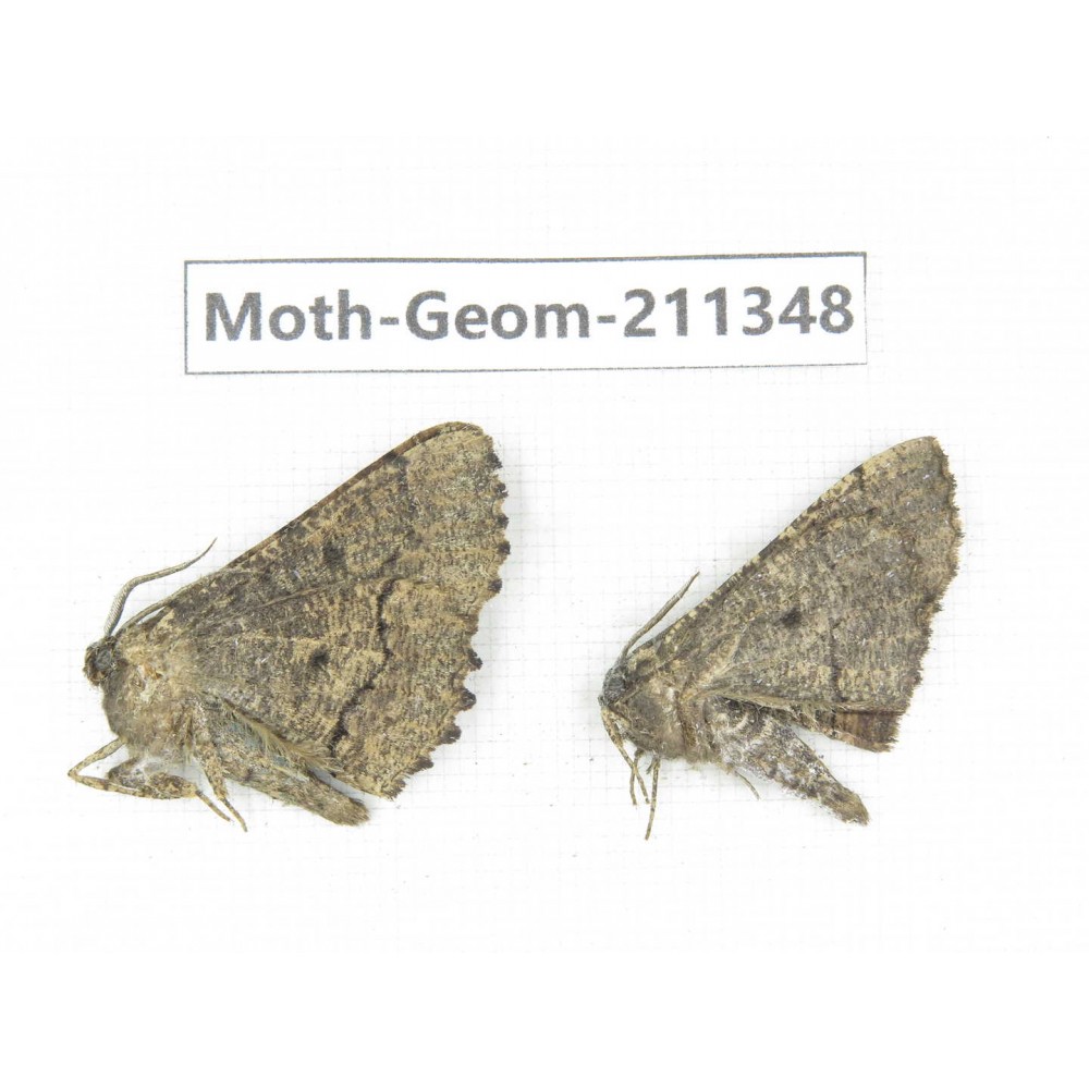 Geometridae sp. China, Tibet, Linzhi, Bomi county. 2Pcs. Moth-Geom-211348.