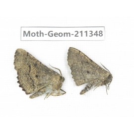 Geometridae sp. China, Tibet, Linzhi, Bomi county. 2Pcs. Moth-Geom-211348.
