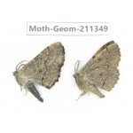 Geometridae sp. China, Tibet, Linzhi, Bomi county. 2Pcs. Moth-Geom-211349.