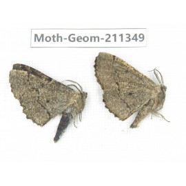 Geometridae sp. China, Tibet, Linzhi, Bomi county. 2Pcs. Moth-Geom-211349.