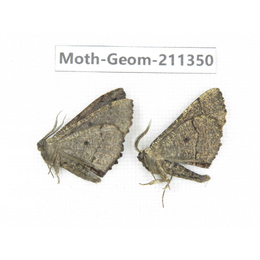 Geometridae sp. China, Tibet, Linzhi, Bomi county. 2Pcs. Moth-Geom-211350.