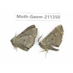 Geometridae sp. China, Tibet, Linzhi, Bomi county. 2Pcs. Moth-Geom-211350.