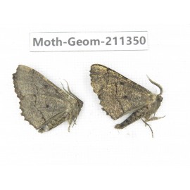 Geometridae sp. China, Tibet, Linzhi, Bomi county. 2Pcs. Moth-Geom-211350.