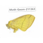 Geometridae sp. China, Tibet, Linzhi, Bomi county. 1Pcs. Moth-Geom-211363.